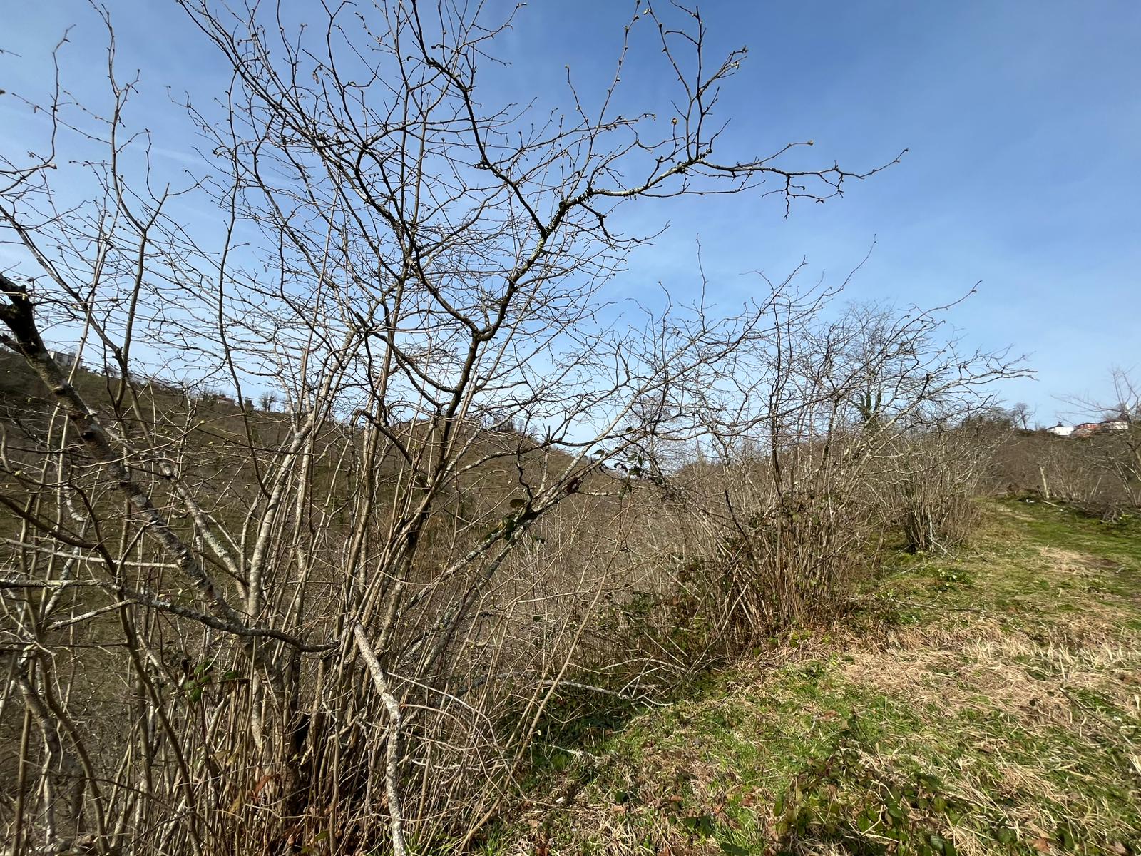 MABELDEN BOLAMAN LLALELİDE SATILIK 5300 M2 FINDIK BAHÇESİ